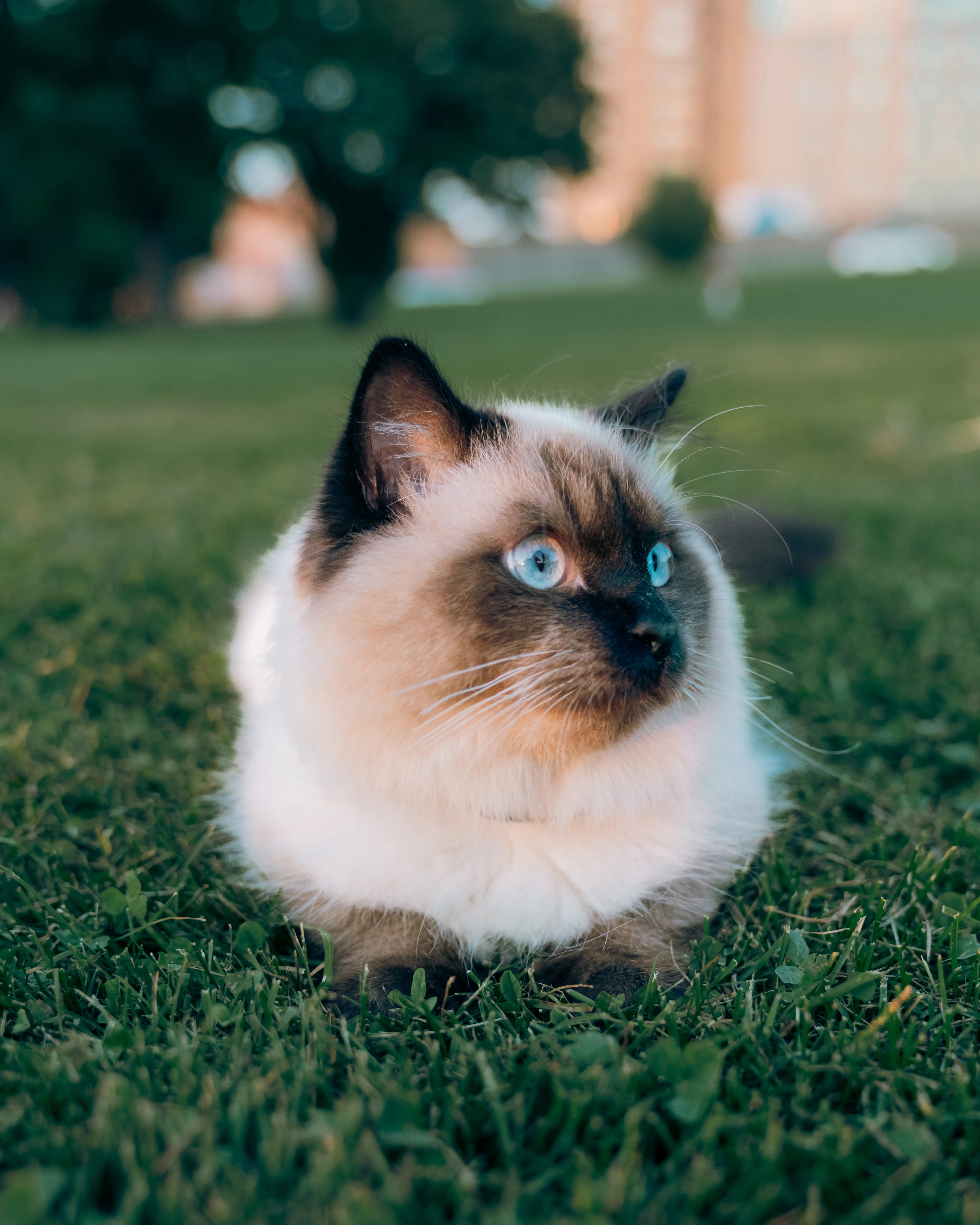 Happy cat relaxing at Meow Homez Ottawa